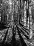 Tree Shadows In Forest by Ilona Wellmann Limited Edition Print