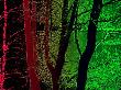 Red And Green Woods And Lake by Ilona Wellmann Limited Edition Print