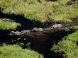 Aerial Of African Elephants In The Waters Of The Okavango Delta by Beverly Joubert Limited Edition Print