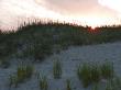 Sun Sets Behind Grassy Sand Dunes by Stacy Gold Limited Edition Print