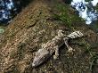 Leaf-Tailed Gecko Flattens Itself Against A Tree Trunk by Stephen Alvarez Limited Edition Print