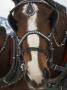 Draft Horses Of The Shire Breed In Jackson Hole, Wyoming by Tim Laman Limited Edition Pricing Art Print