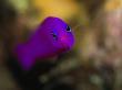 Head On View Of A Magenta Dottyback Fish, Pseudochromis Porphyreus by Tim Laman Limited Edition Print