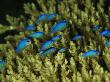 Juvenile Blue Damselfish Sheltering In An Acropora Coral by Tim Laman Limited Edition Print