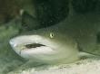 Whitetip Reef Shark Resting On The Sea Floor by Tim Laman Limited Edition Print
