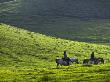 Two Horseback Riders On Parker Ranch In Waimea, Hawaii by Todd Gipstein Limited Edition Print