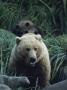 Bears In Tall Grasses by Tom Murphy Limited Edition Pricing Art Print