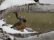 Robin Perches On A Snow-Covered Branch by Tom Murphy Limited Edition Print