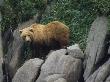 Bear Standing On Rocks by Tom Murphy Limited Edition Pricing Art Print