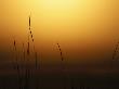 Stalks Of Grass Silhouetted At Sunset by Tom Murphy Limited Edition Print