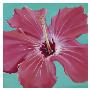 Coral Hibiscus by Roberta Aviram Limited Edition Print