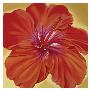 Orange Hibiscus by Roberta Aviram Limited Edition Pricing Art Print