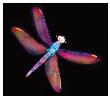 Dragonfly Iii by Harold Davis Limited Edition Print