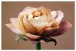 The Perfect Rose by Christine Zalewski Limited Edition Pricing Art Print