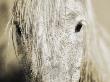 Close Up Of A White Camargue Horse In Arles, France by Scott Stulberg Limited Edition Print