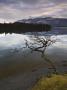 Lone Tree Stretching Over Derwent Water, Lake District National Park, Cumbria, England, Uk by Adam Burton Limited Edition Print