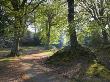 Pathway Through The Woods, New Forest, Hampshire, England, United Kingdom, Europe by Adam Burton Limited Edition Print