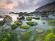 Vibrant Green Algae Exposed At Low Tide At Tregardock Beach, North Cornwall, United Kingdom by Adam Burton Limited Edition Print