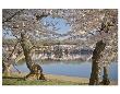 Cherry Blossoms At Tidal Basin by Cory Brodzinski Limited Edition Print
