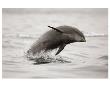 Curious Dolphin 2 by Steve Munch Limited Edition Print
