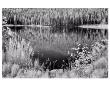 Diemer Lake by Scott Peck Limited Edition Pricing Art Print