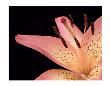 Lily Pink 2 by Danny Burk Limited Edition Pricing Art Print