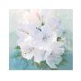 Soft White Florals by Peter Mcgowan Limited Edition Print