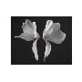 Cyclamen by Ian Winstanley Limited Edition Print