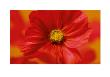 Hot Colours Of Summer by Ian Winstanley Limited Edition Print