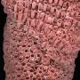 Close-Up Of Organ Pipe Coral Calcium Carbonate Skeleton, An Octocoral by Josie Iselin Limited Edition Print
