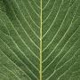 Close-Up Of The Underside Of A Magnolia Leaf Showing Venation by Jose Iselin Limited Edition Pricing Art Print