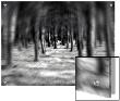 Looking Through A Forest, Digital Zoom Effect by I.W. Limited Edition Print