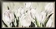 Tulipani Bianchi by L. Corrandini Limited Edition Pricing Art Print