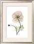 Iceland Poppy by Albert Koetsier Limited Edition Pricing Art Print