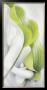 Calla I by Annette Schmucker Limited Edition Pricing Art Print