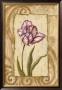 Classic Tulip I by Jillian Jeffrey Limited Edition Pricing Art Print