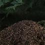 Close-Up Of A Mound Of Twigs by Inge Ekstrom Limited Edition Print