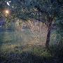 A Sprinkler Under A Tree, Sweden by Mikael Andersson Limited Edition Pricing Art Print