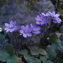 Hepaticas Growing By A Rock by Sture Traneving Limited Edition Print
