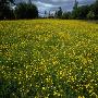 Oilseed Rape Flowers In A Field by Per-Erik Adamsson Limited Edition Print