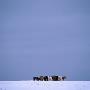 A Group Of Horses Standing In The Snow, Iceland by Throstur Thordarson Limited Edition Pricing Art Print