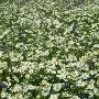 A Field Of Chamomiles by Ove Eriksson Limited Edition Pricing Art Print