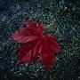 A Red, Autumn Leaf by Ove Eriksson Limited Edition Print