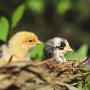 Close-Up Of Two Chicks by Jorgen Larsson Limited Edition Pricing Art Print