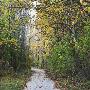 Autum Trail- Indian Creek, Leawood, Ks by Linda Yvonne Limited Edition Pricing Art Print