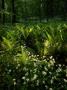 Wild Plants In A Forest, Sweden by Anders Ekholm Limited Edition Print