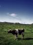 Cow Standing In A Field, Baula, Iceland by Atli Mar Limited Edition Print