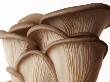 Oyster Mushrooms Against White Background by Brad Wenner Limited Edition Print