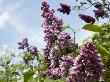 Lilacs In Bloom, Waldemarsudde In Stockholm, Sweden by Anna G Tufvesson Limited Edition Print