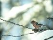 A Two-Barred Crossbill (Loxia Leucoptera) by Hannu Hautala Limited Edition Print